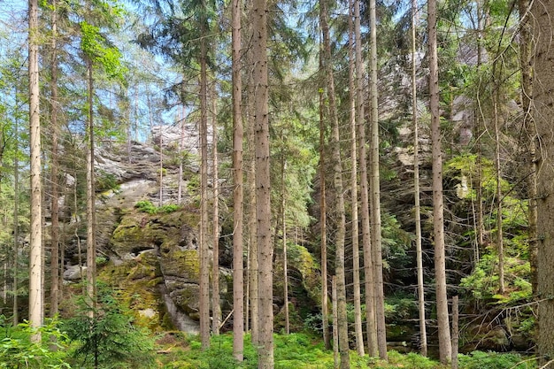 Old spruce trees in the forest in the mountains