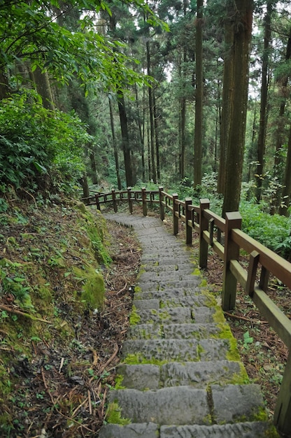 Vecchi gradini per salire le scale nella foresta profonda