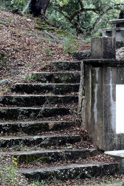 Фото Старая лестница в парке создает гармонию между природным и цивилизованным человеческим миром.