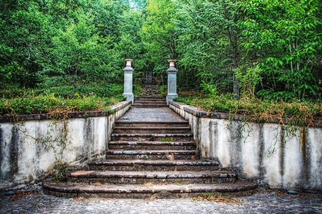 Old stairs in the forest sardinia