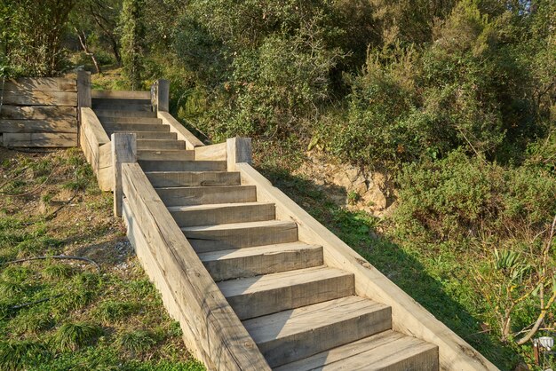 Old stairs in a forest.