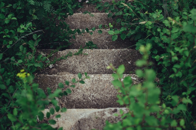 Old stone abandoned stairs with green leaves