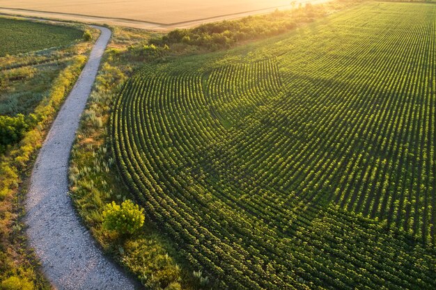 Old stone road near the plantation and fields. Field during sunrise