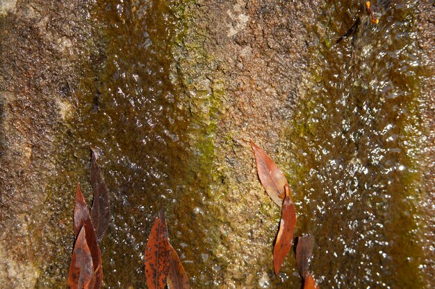 Old stone trough covered with autumn leaves and moss