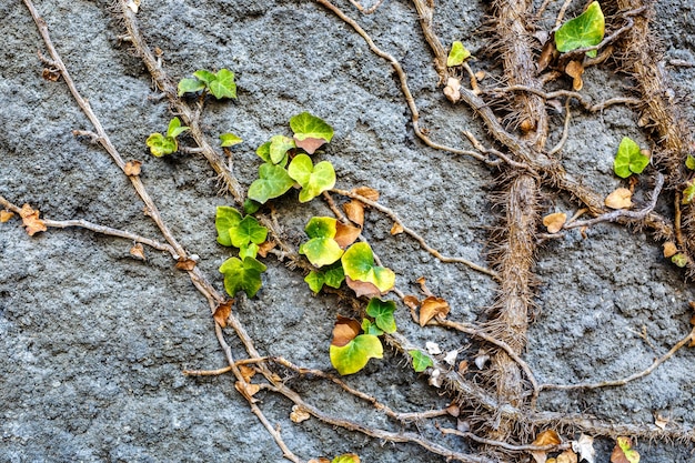 Old stone wall covered vegetation