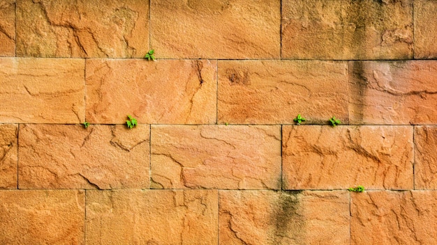 Old stone wall and a little plant.