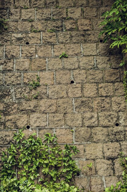 Old stone wall with plants Texture