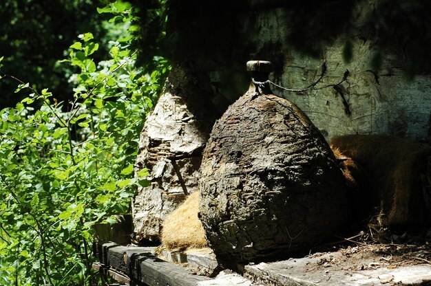 Old straw bee hive