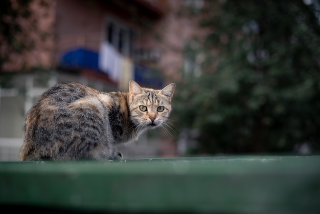 古い野良猫