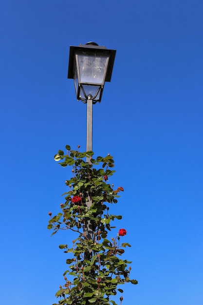 Photo old street lamp in italy decorated with red flowers