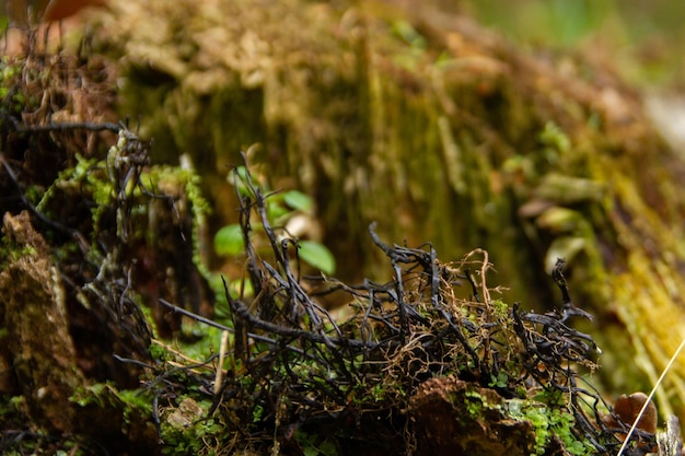 Old stump in the forest overgrown with grass and black mushrooms