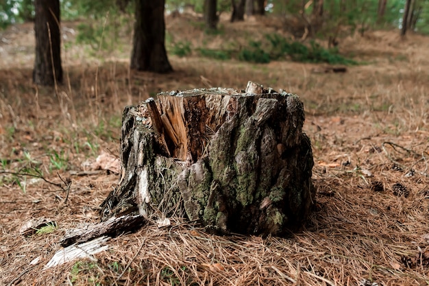 Old stump in the forest