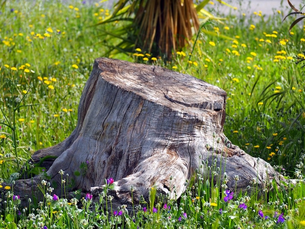 Old stump in the meadow