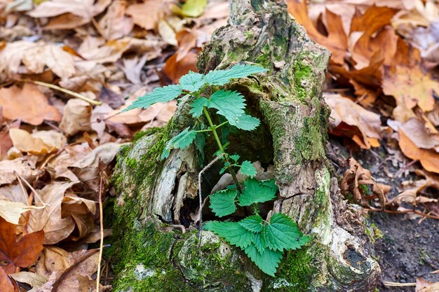 An old stump with nettles growing out of it