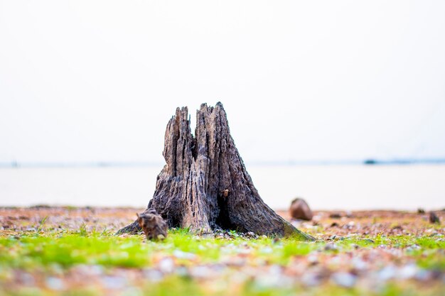 Old stumps on grassy ground with a river in the background.