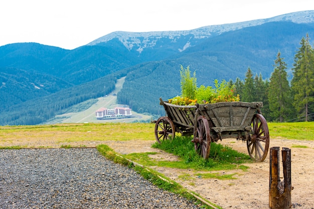 Old style cart with green bush for outdoor backyard decoration in the mountains.