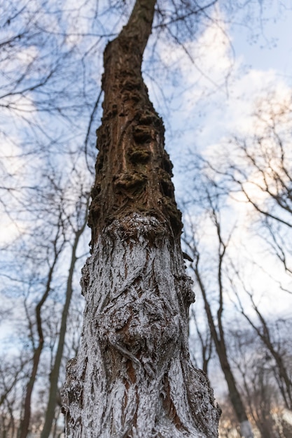 Old tall tree without leaves in a winter city park. European city.