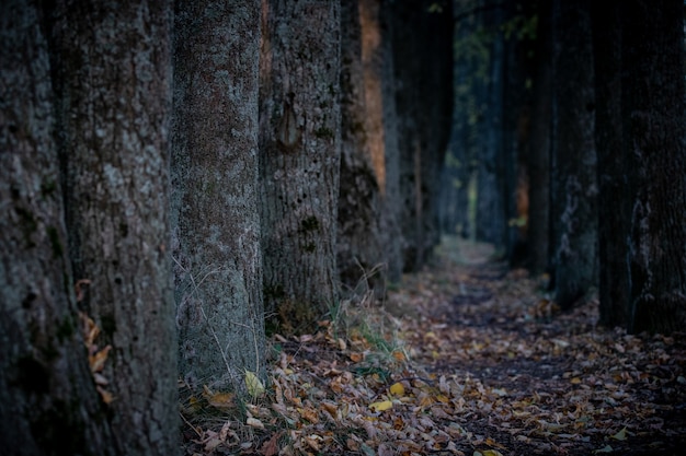 Old tall trees in the park in the late evening and Dry autumn leaves are scattered in the park alley