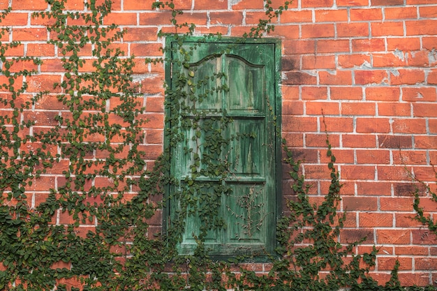 Old Texture brick wall, detailed pattern covered in ivy