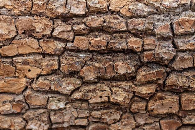 Old texture of embossed tree bark close up. Natural background