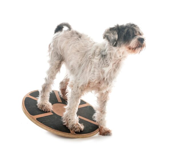 Photo old tibetan terrier in front of white background