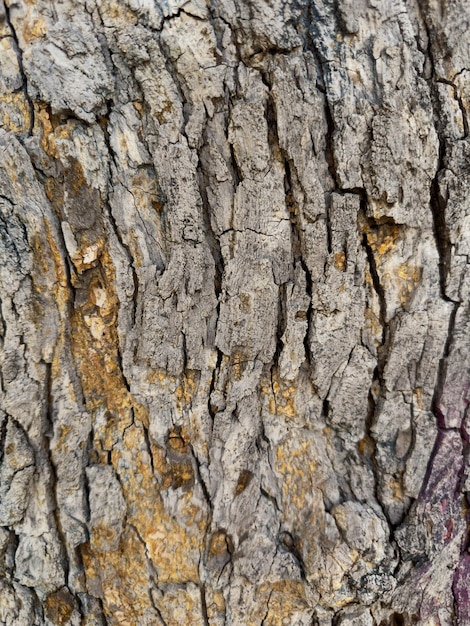 Old timber texture