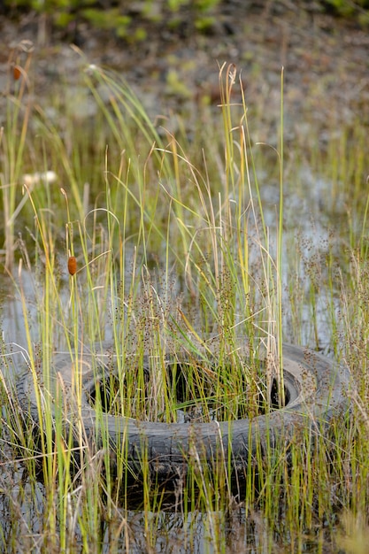 Photo the old tire in the pond is overgrown with grass.