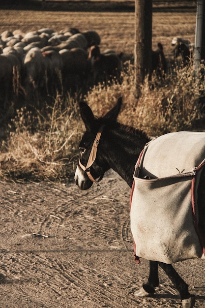 Foto un asino vecchio e stanco