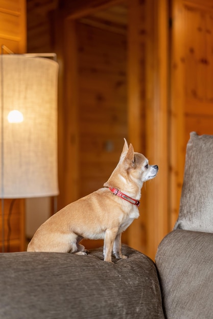 An old toy terrier sitting on a sofa small dog in cozy interior at home