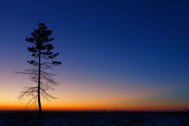 Photo 夕日と空を背景に古い木。