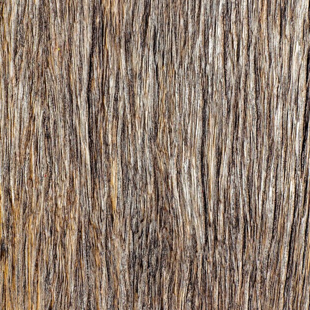 Photo old tree background