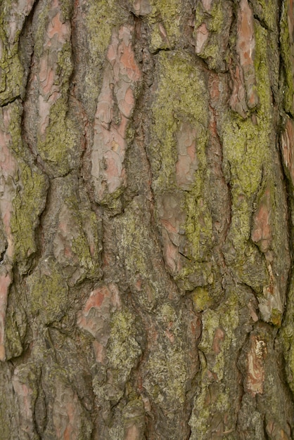오래 된 나무 껍질 배경