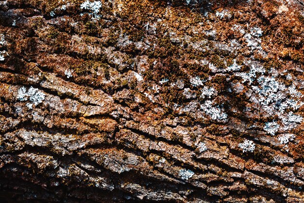 自然な質感の古い木の樹皮
