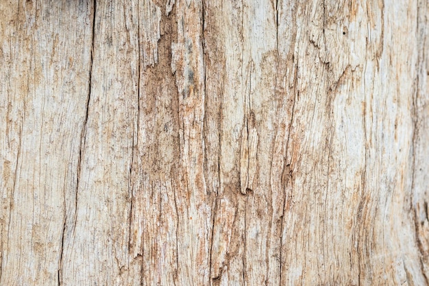 Photo old tree bark texture background close up