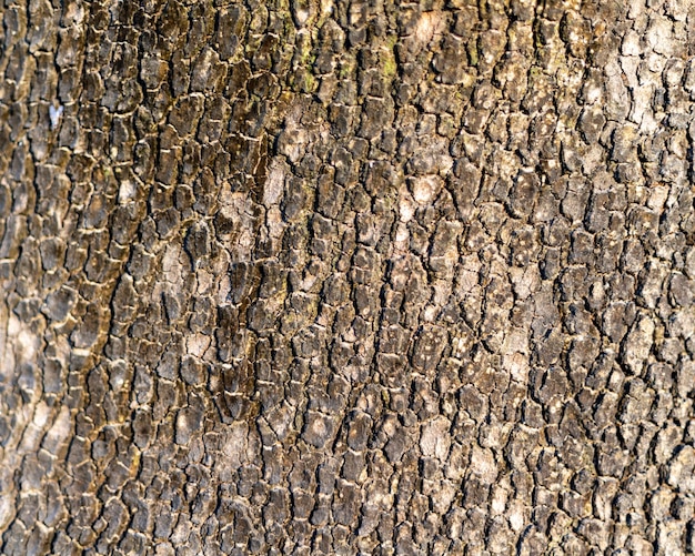 Photo old tree bark texture background closeup