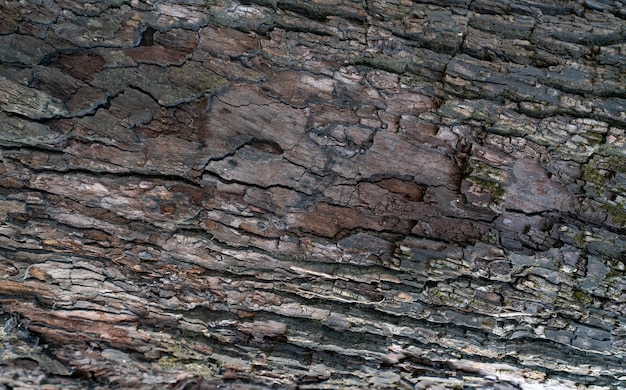 Old tree bark texture background Gray and brown wood skin abstract background Pattern of natural