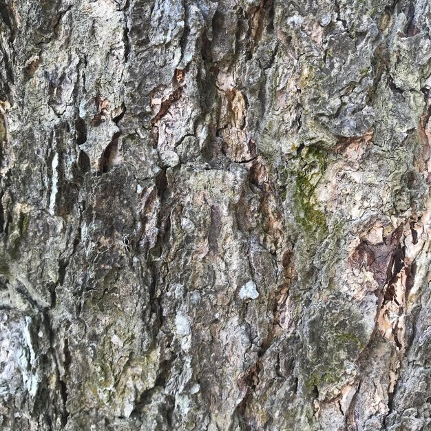 Old tree bark texture background