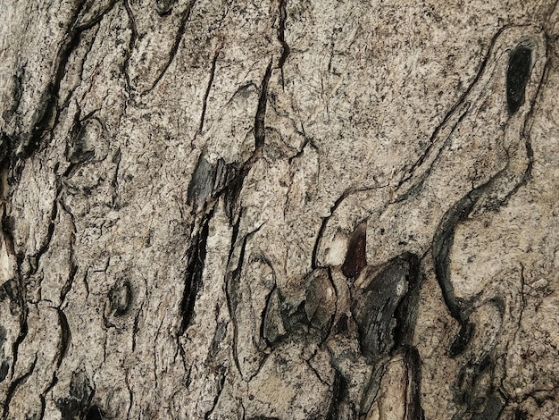 Old tree bark with beautiful patterns for graphic design