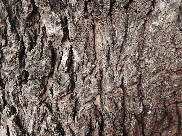그래픽 디자인을 위한 아름다운 패턴이 있는 오래된 나무 껍질