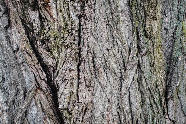 Old tree bark