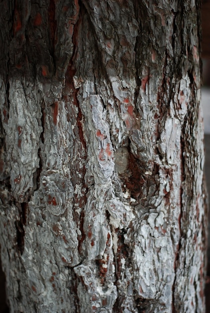 오래 된 나무 껍질 매크로 사진 다용도 블로그 기사 배경 또는 배경 태양 닫습니다