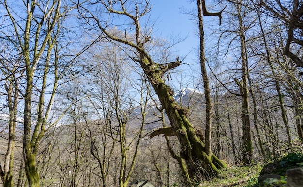 Photo old tree covered with moss in forest of sochi. russia.