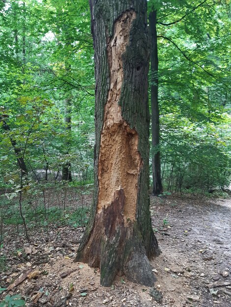 Old tree eaten by insects with a clear structure