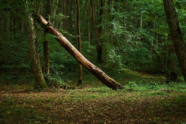 Old tree fallen far in the dark forest