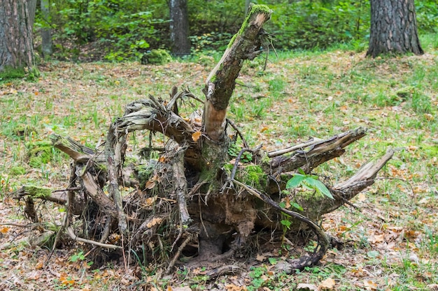 old tree pot overgrown with moss in the forest
