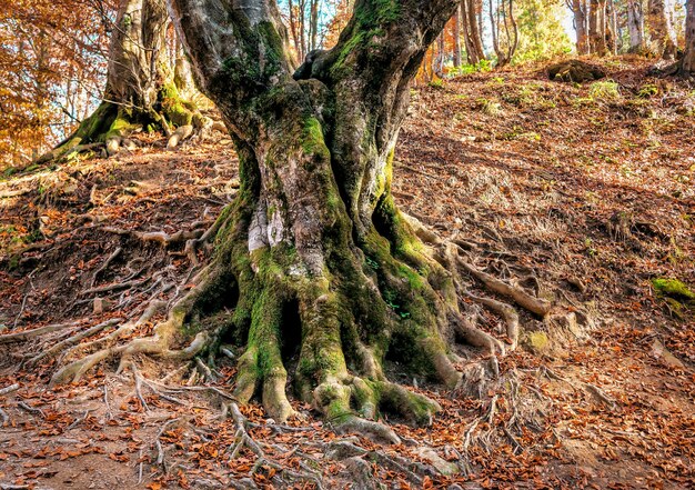 Foto vecchio apparato radicale dell'albero nella foresta