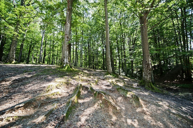 Old tree roots in green forest at sunny day