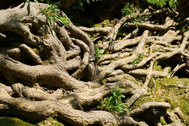 Old tree roots