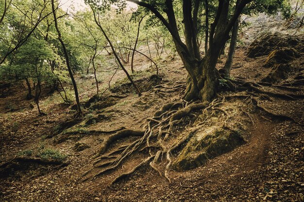 Old tree on the spring forest