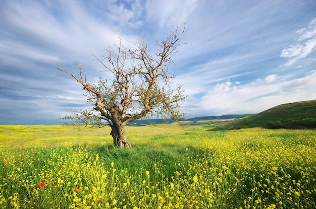 Old tree in spring meadow. Nature composition.